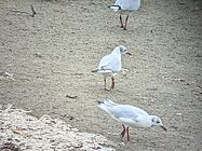 Mouette rieuse baguée - Agrandir l'image (fenêtre modale)