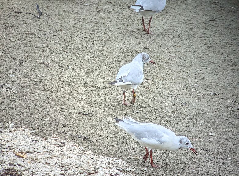 Mouette rieuse baguée - Agrandir l'image (fenêtre modale)