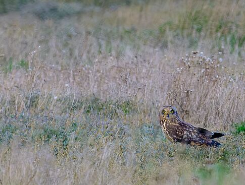 Agrandir l'image (fenêtre modale)